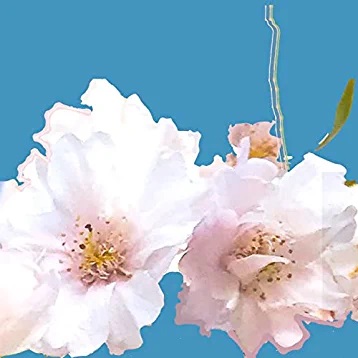 Pennyroyal Recordings Vol.1